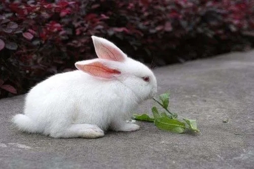 小白兔的外貌描写