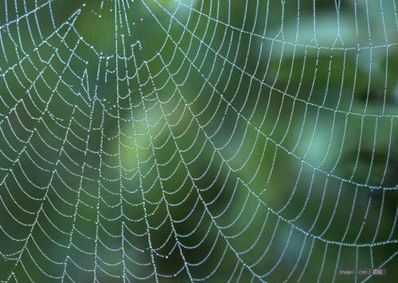 关于蜘蛛网的句子 形容蜘蛛网的句子