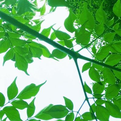 形容夏天满眼绿色的诗句 描写“绿”的诗词有哪些？