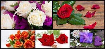 带有玫瑰花的爱情句子 描写玫瑰花的优美句子有哪些？