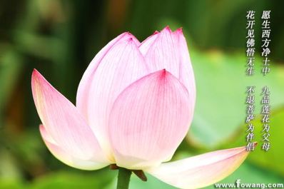 赞美鲜花的佛句 求佛经中描写花的句子，越多越好